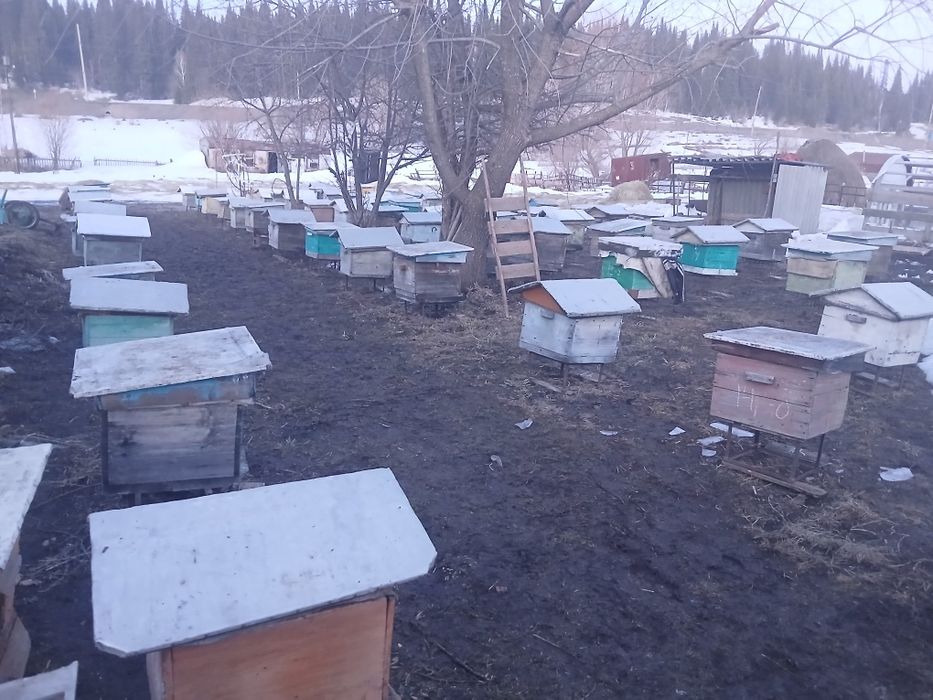 Продам мед 1200 - 1 кг