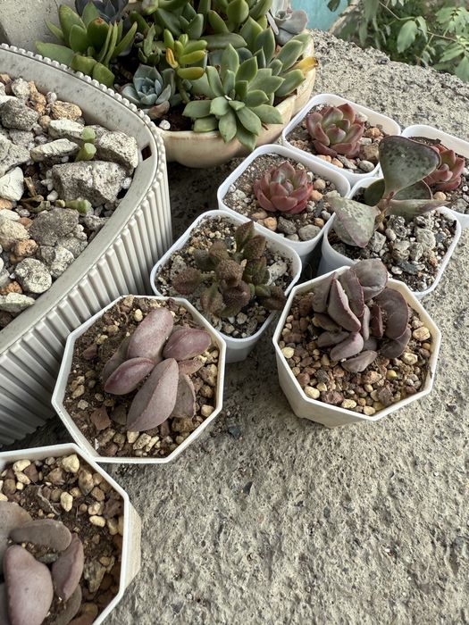 Суккулеты литопсы