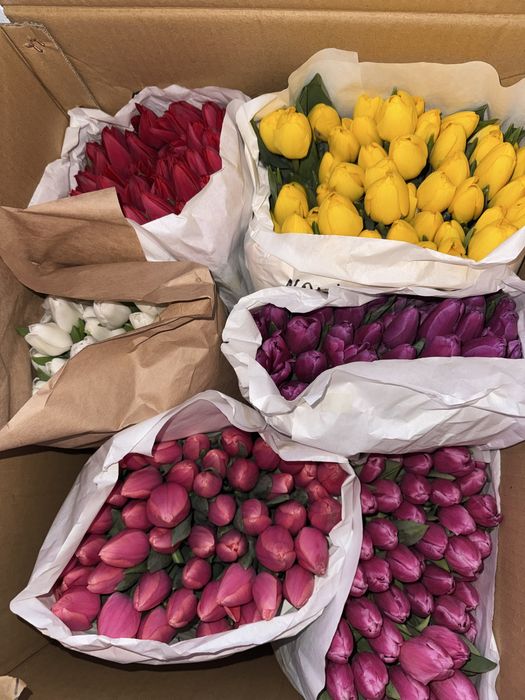 Тюльпаны 640 тг белоруссия