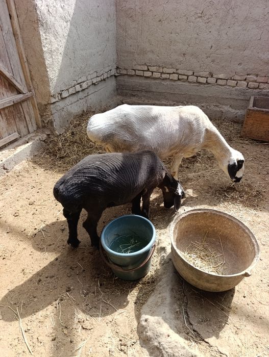 Shirboz Barra 3 oylik