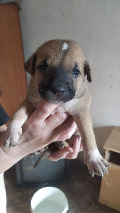 Отдам щенят  в добрые руки