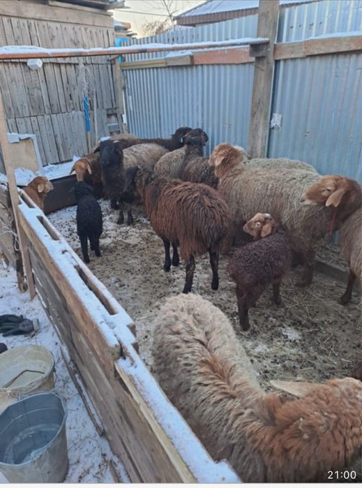 Продам барана жирного