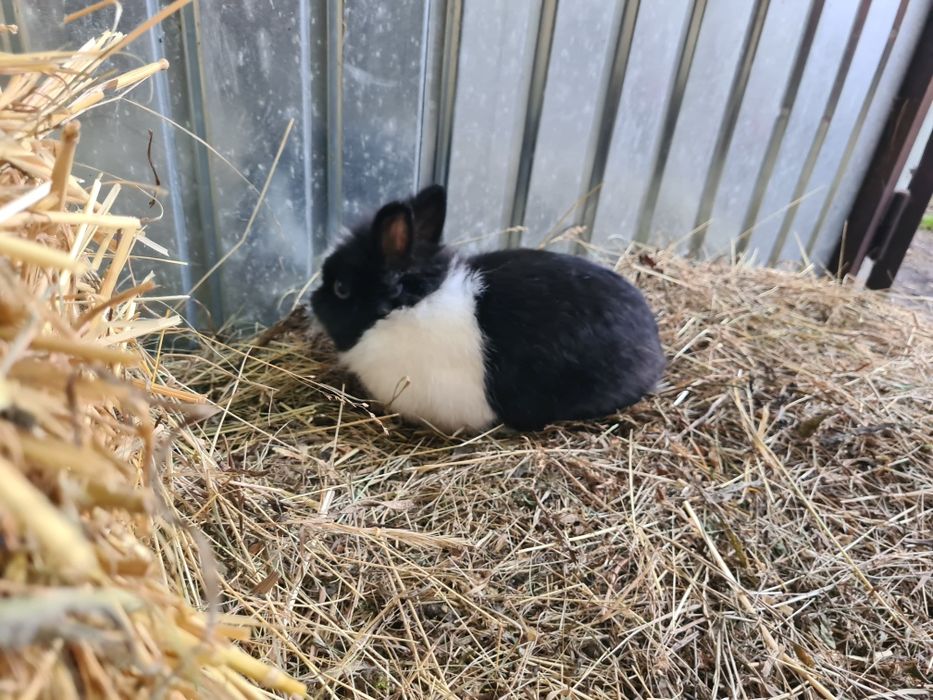 Mascul iepure Cap de Leu