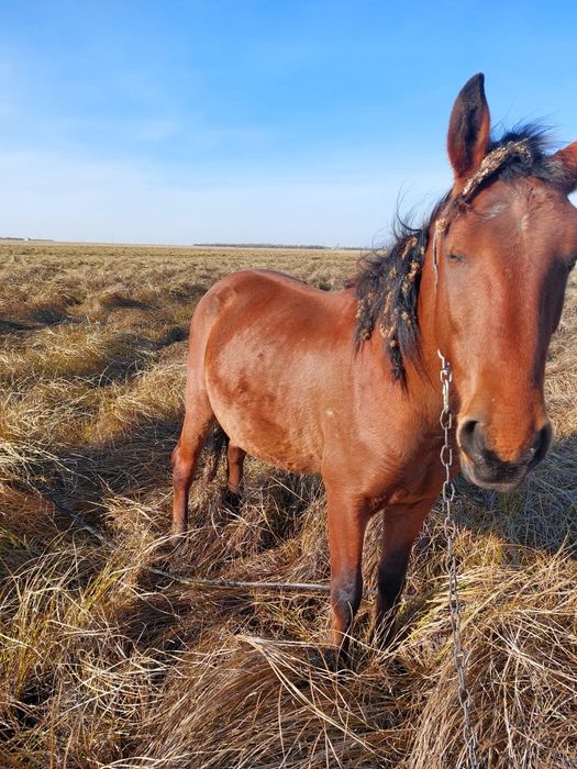Продам жеребца 2.5 года 700000