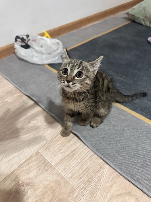 Мышық, Кот аты Мытық
