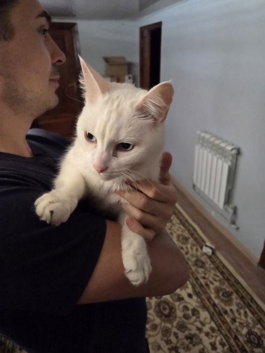 Кошечка ищет новый дом