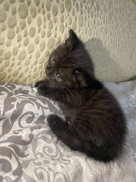 котята британские