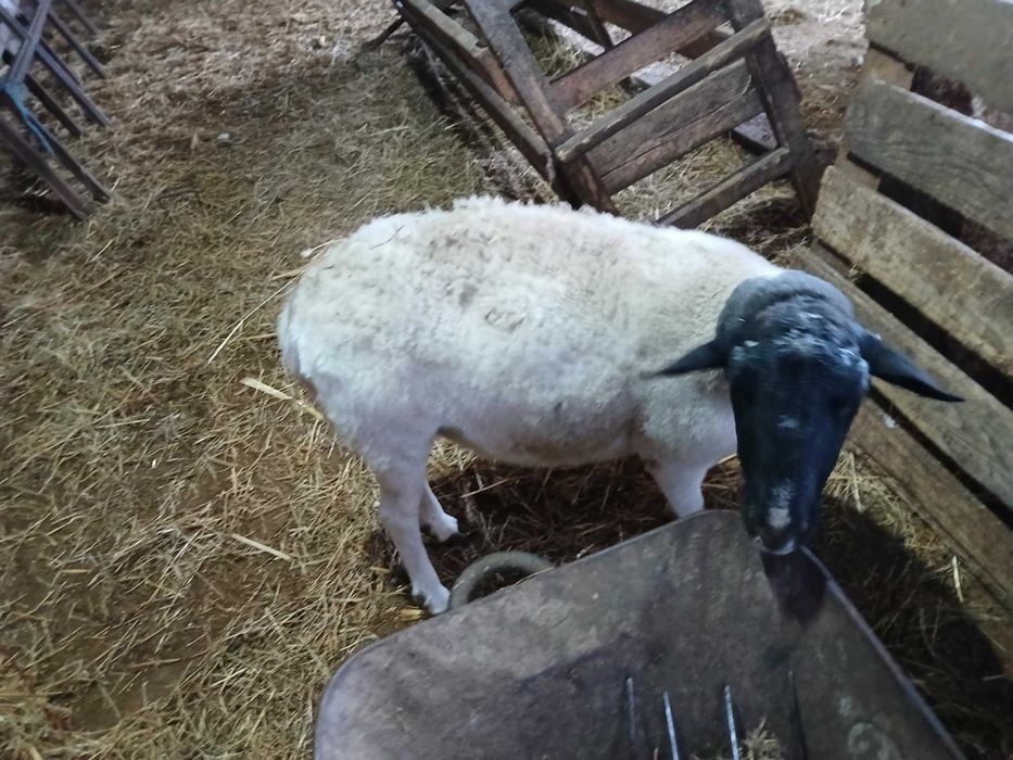 oaie si berbec dorper