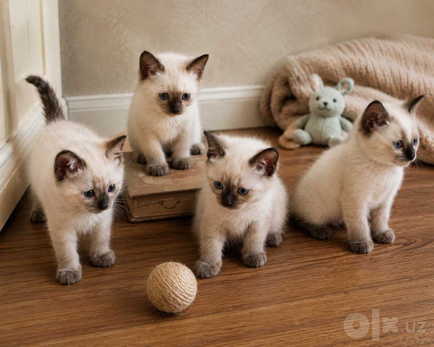 Котята породы сиамские