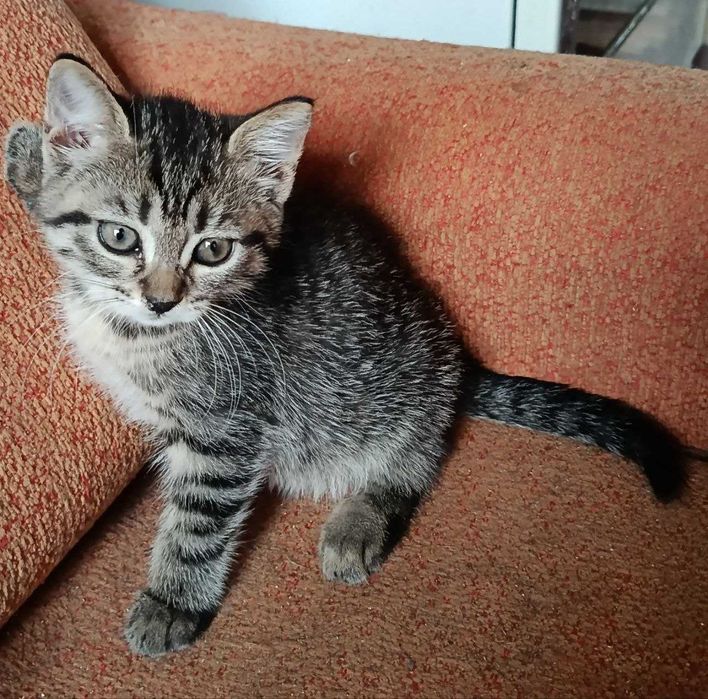 Котята в добрые руки. Смотрите другие объявления автора.