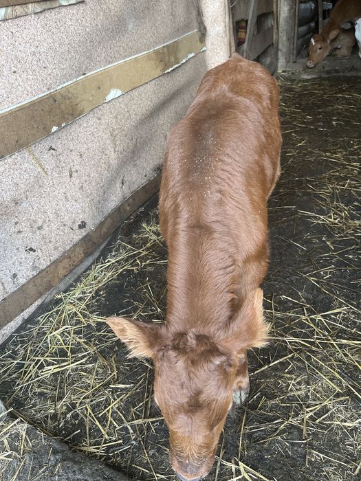 Бычок Продам сатылад