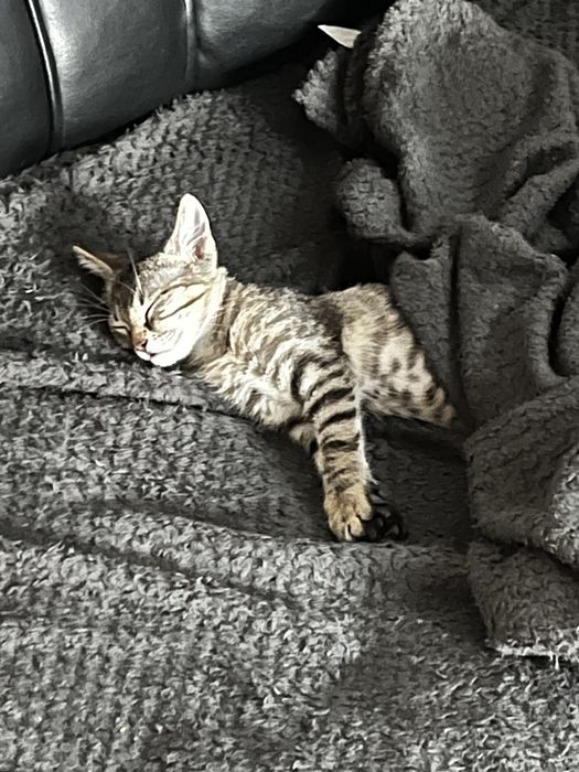 Малкото коте Есен