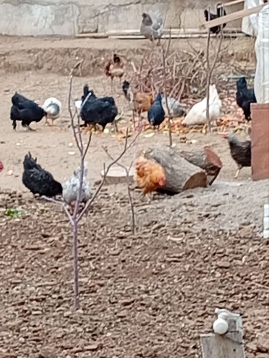 Tovuqlar tuxumga kirgan.
8-9oylik .Hammasi tuxumga kirgan.
Hozirda tux