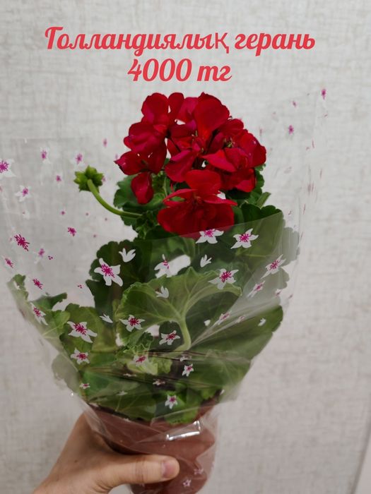 Бөлме гүлдері. Район Компоселок