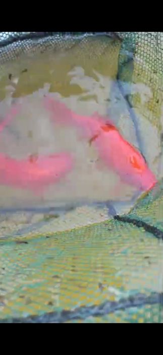 Рыба прудовая камета