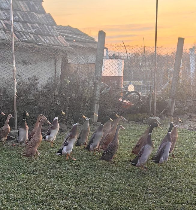 Oua pentru icubat - Rate Indiene Alergatoare Crescute Natural