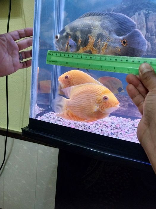 Баликлар сотилади