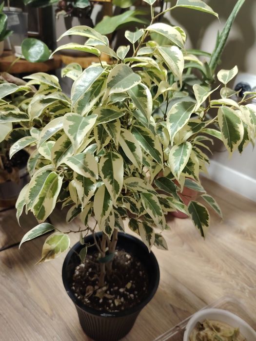 Фикус Дегантель, пересажен, осмокот.