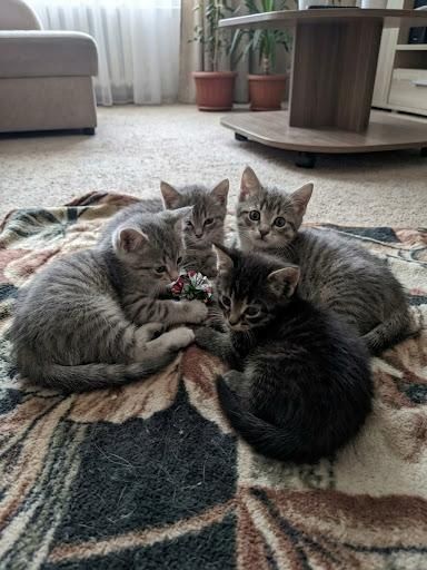 Отдам котят в добрые руки
