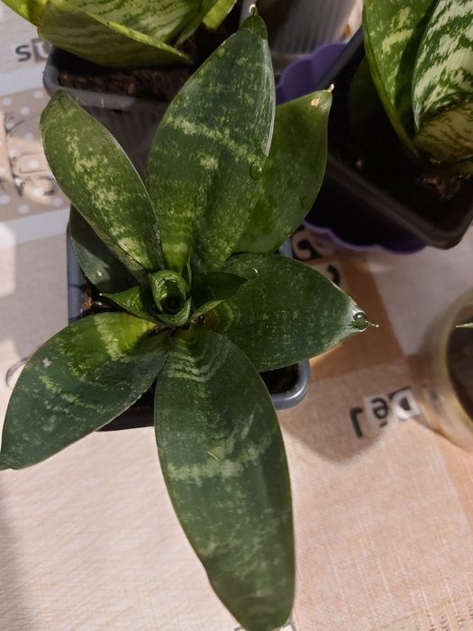 Сансевиера Хани.