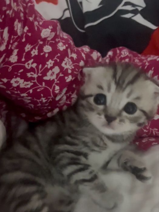 40000тг шотланский выслоухо