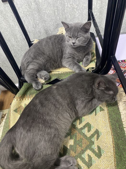 Продаю породистых котят