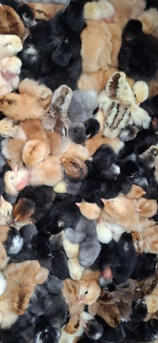 Pui de o zi si de o săptămână de casă