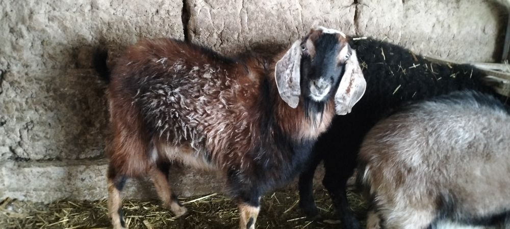 Теке.                  .