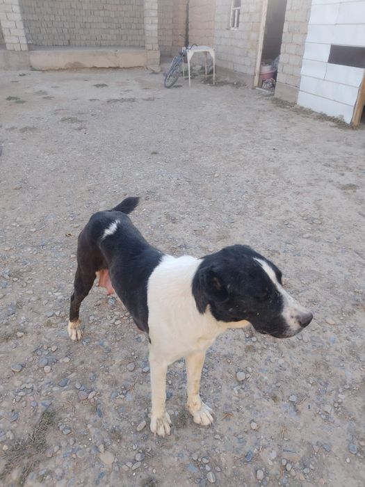 Жас урғашы ит ..