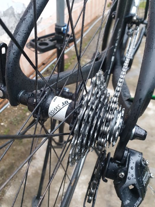 Cursiera carbon.