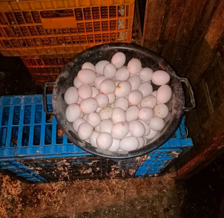 Продам кур несушек молодых