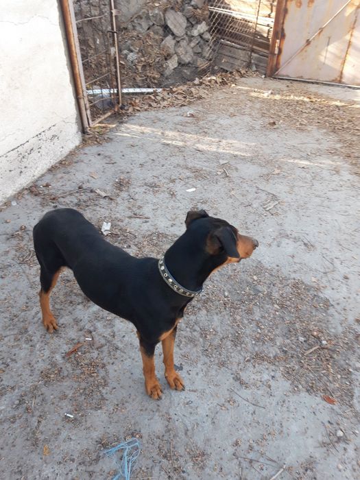 Daberman 8 oylik ogil bola