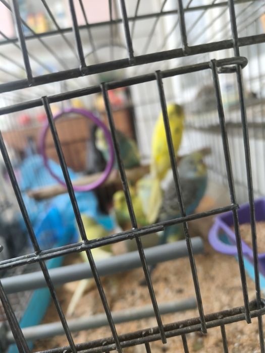 Папагали вълнисти различни цветове