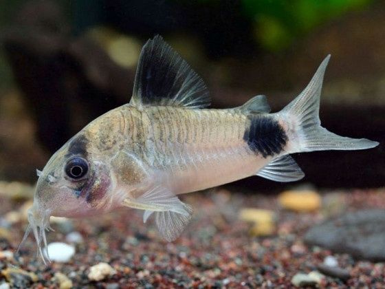 Коридорас Панда, есть и другие сомики