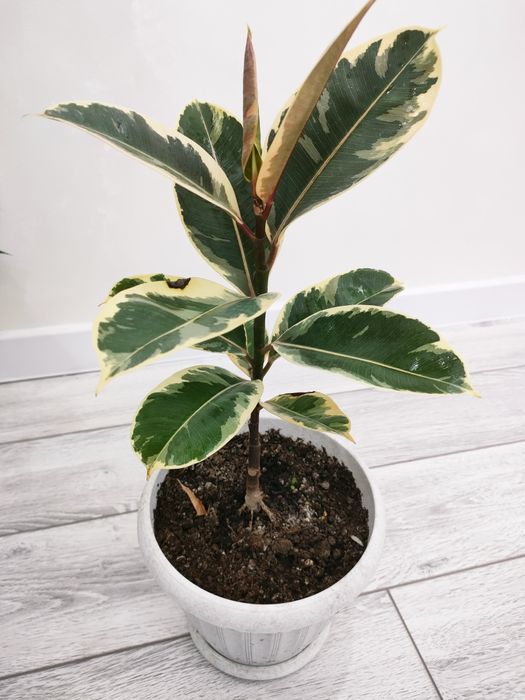 Растения для дома, доставка