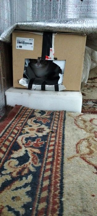 Кошка сто-шка ищет дом