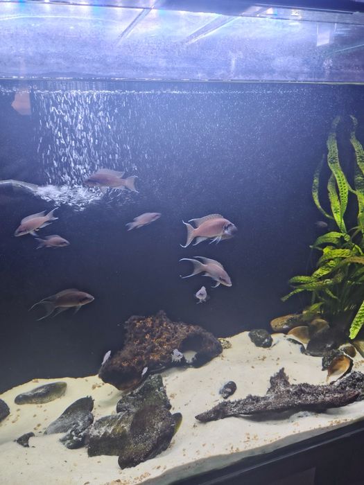 Принцесса Бурунди