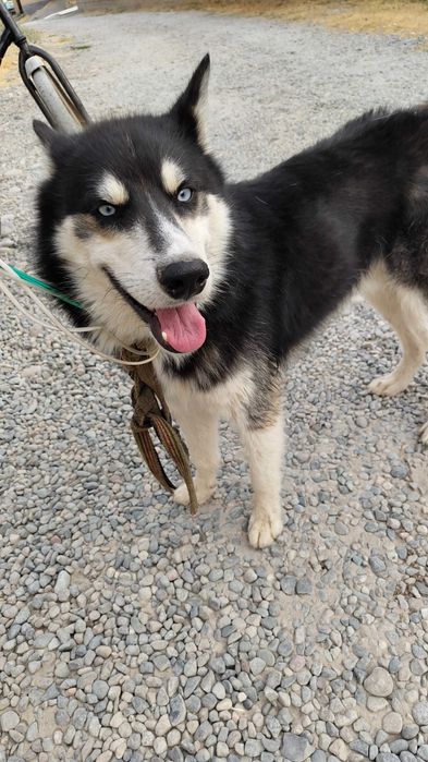 Kuchu nomi: XASKE oʻyin qaroq