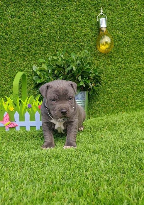 Amstaff blue din parinti de exceptie cu pedigree
Carnet de sanatate,