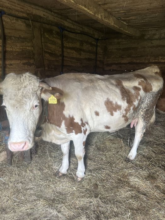 Vand la pachet cele 2 vaci