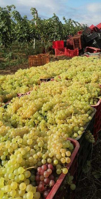 Struguri de vin din Vrancea soiuri alese albi/negri transport gratuit în jud. Constanta si imprejurimi, pret producator
