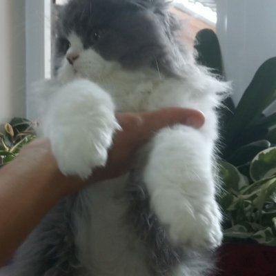 Скоттиш страйт хейланд кот