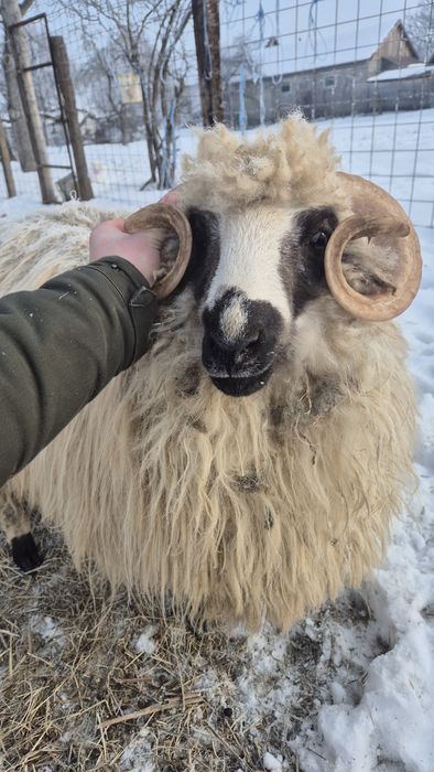 Vând berbec de anu trecut