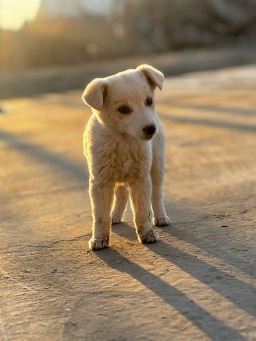 3 ta bir xil It bor bepulga beriladi