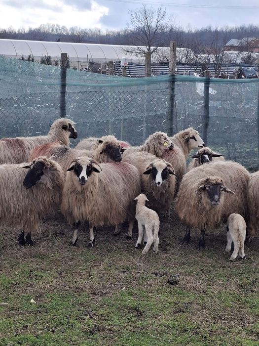 De vanzare 15 oi 7 fatate
Oi tinere de tal