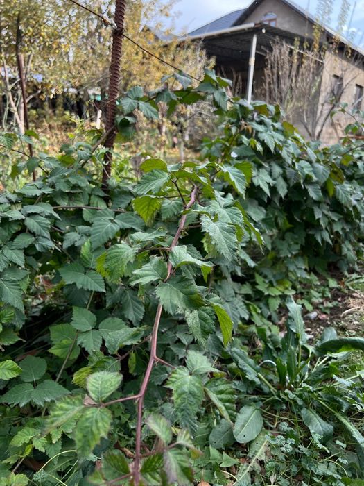 Ежевика Доил двух летка