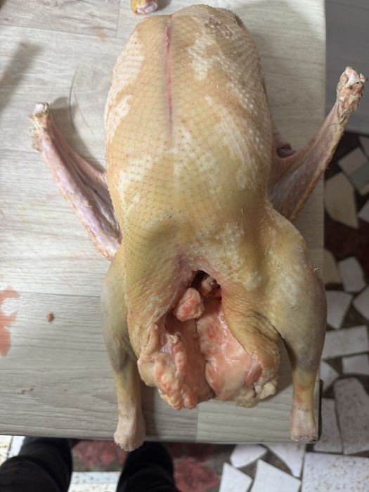 Гуси домашние в наличии