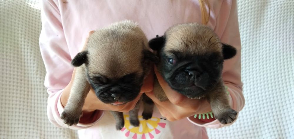 Продам щенков мопса, рассрочка каспи