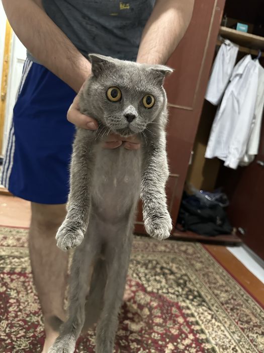 Scottish Fold mushik sotiladi
