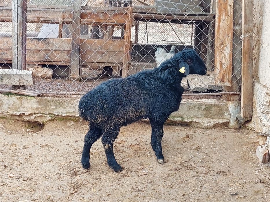 Семіз жем жеп тұрған қошқар сатылады